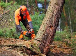 Best Tree Health Inspection  in Bullard, TX